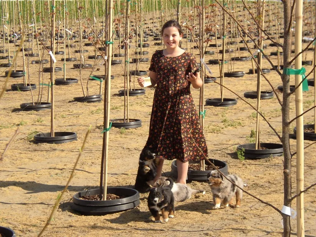A young girl standing among pot-in-pot saplings with puppies at her feet