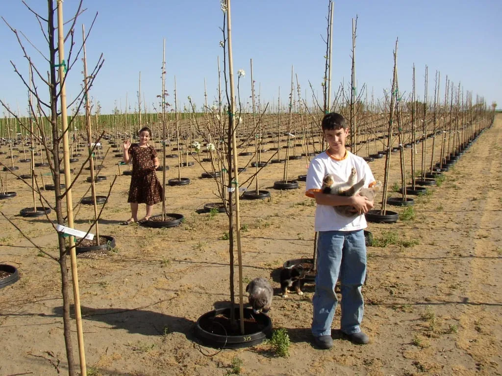 Family members among pot-in-pot tree rows with puppies nearby