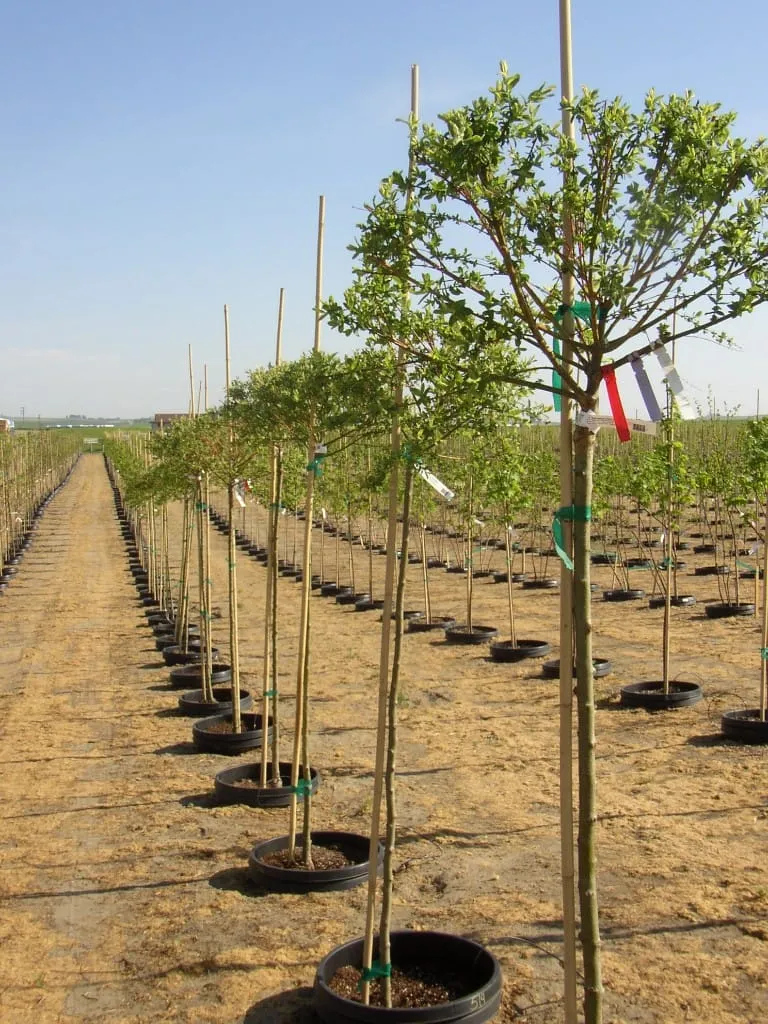 Looking down a row of staked pot-in-pot container trees
