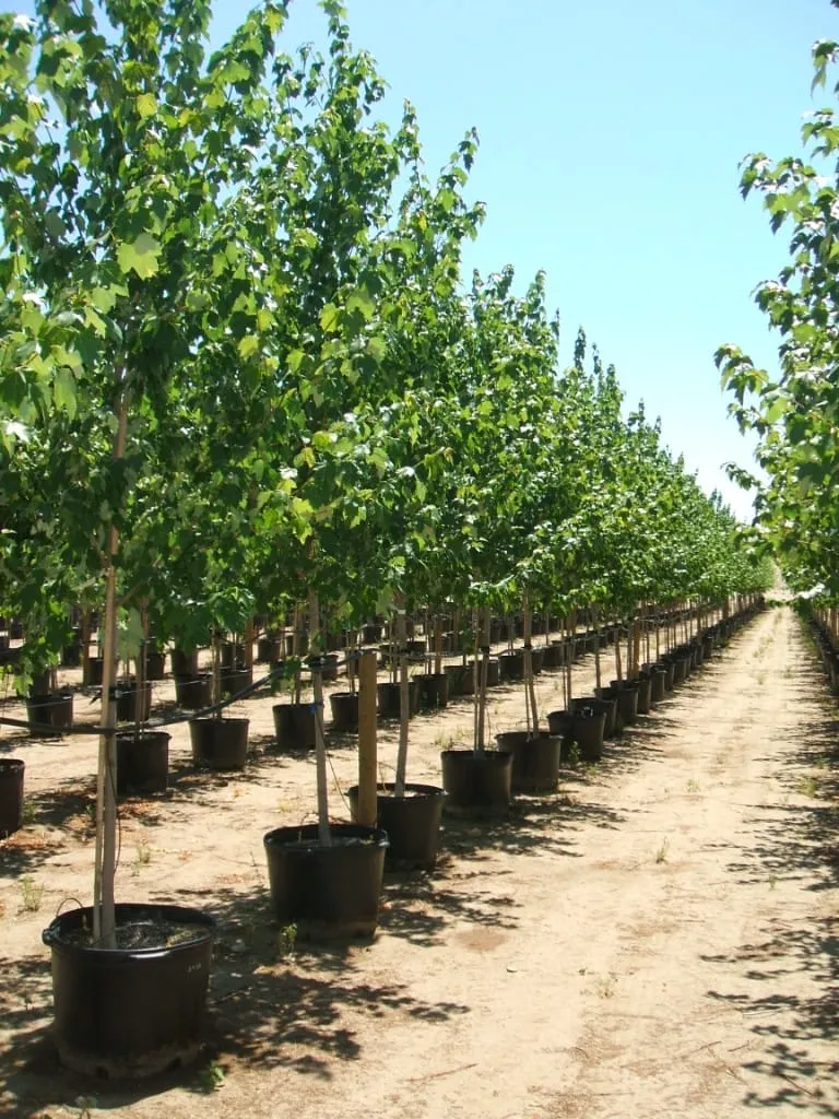 Family working together at the nursery