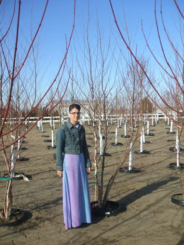 Young woman standing among dormant pot-in-pot tree rows under a clear sky