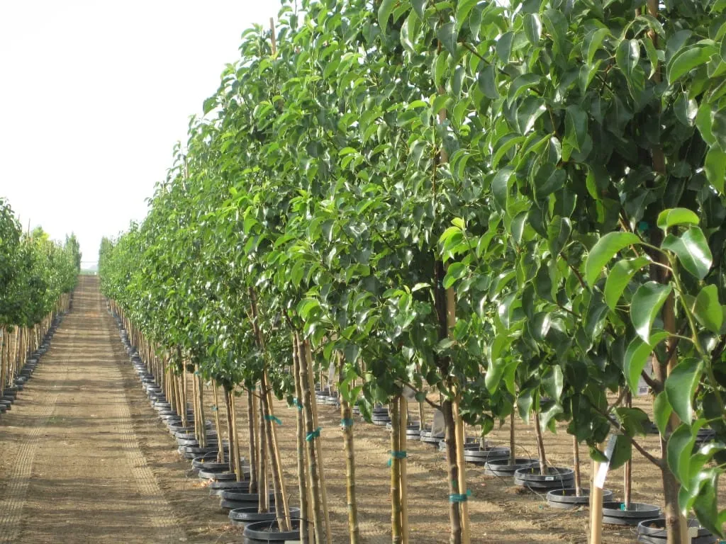 Long rows of leafy green container trees stretching into the distance