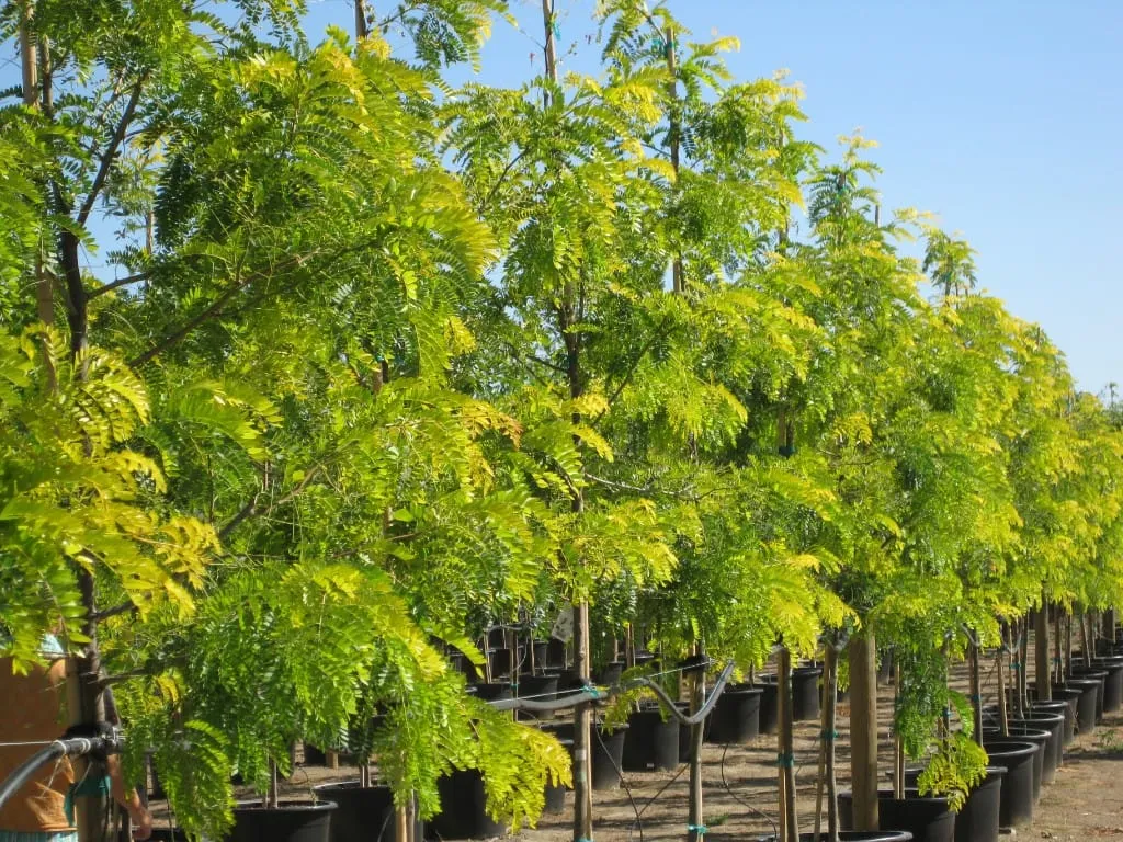 Row of sunburst honey locust trees with yellow-green foliage in black pots