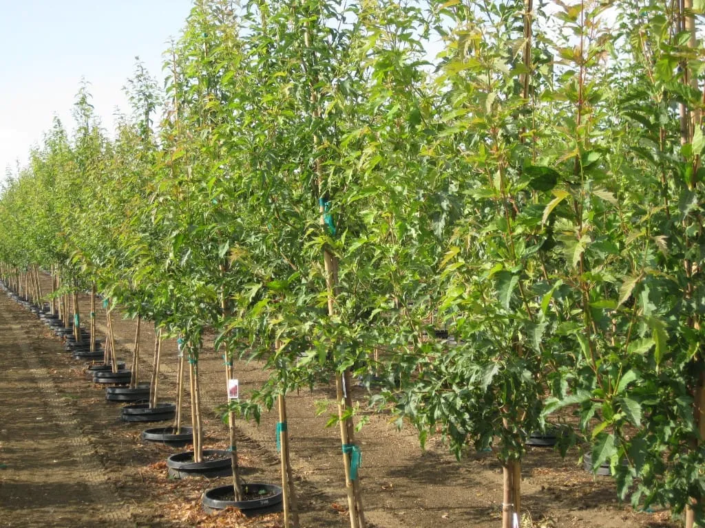 Long diagonal rows of staked young trees in black nursery pots
