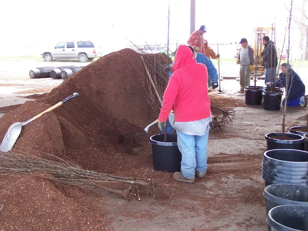 Nursery operations and tree care in 2008