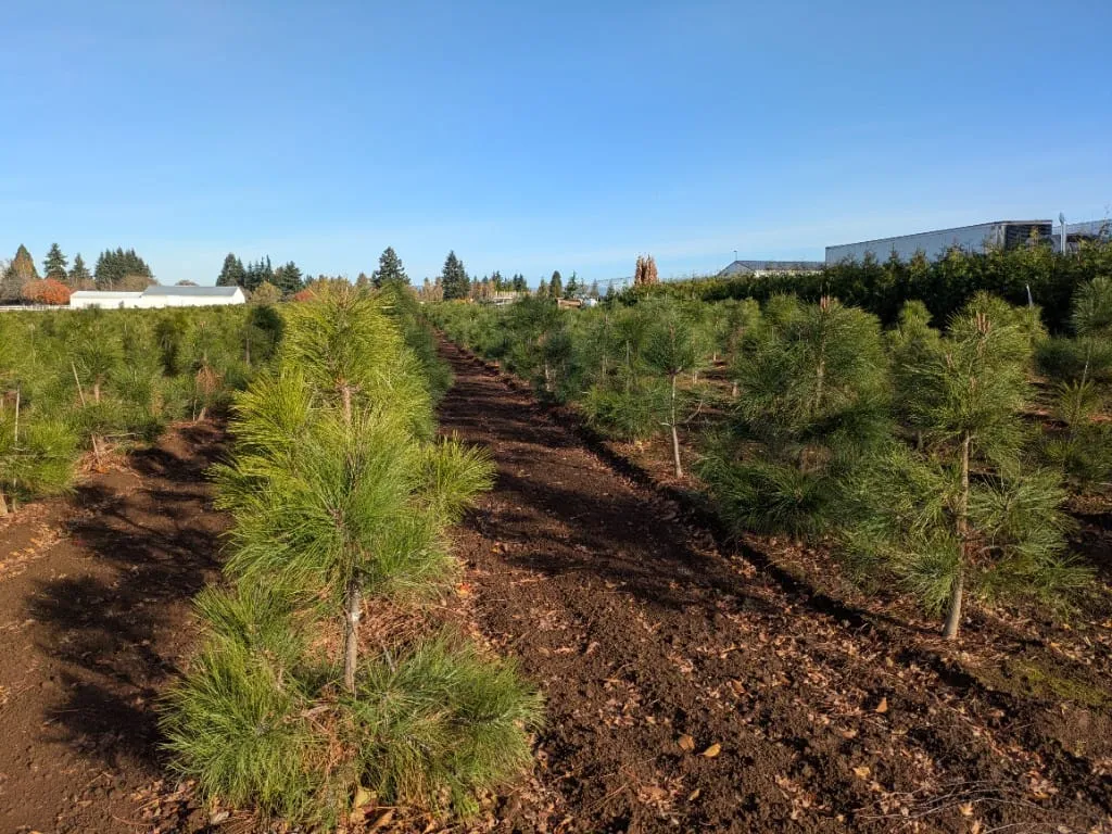 Rows of young conifer trees in dark soil at the Boring, Oregon nursery