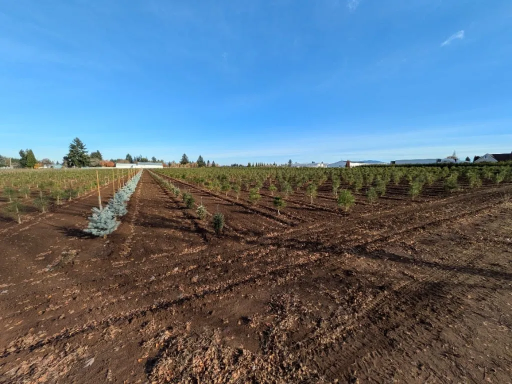 Long rows of green and blue spruce evergreens under a clear sky in Oregon