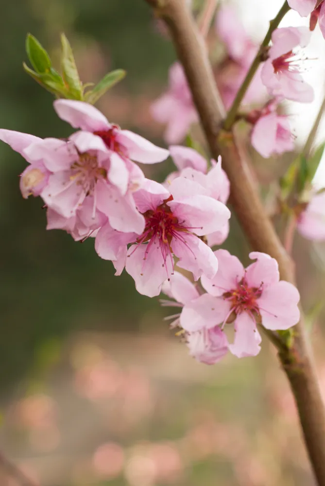 Close-up of white blossoms and pink buds on a nursery tree
