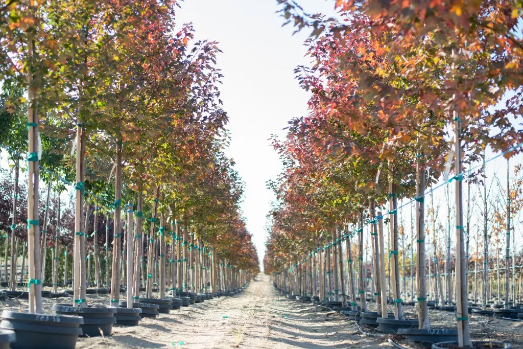 Long aisle of maples turning yellow, orange, and red