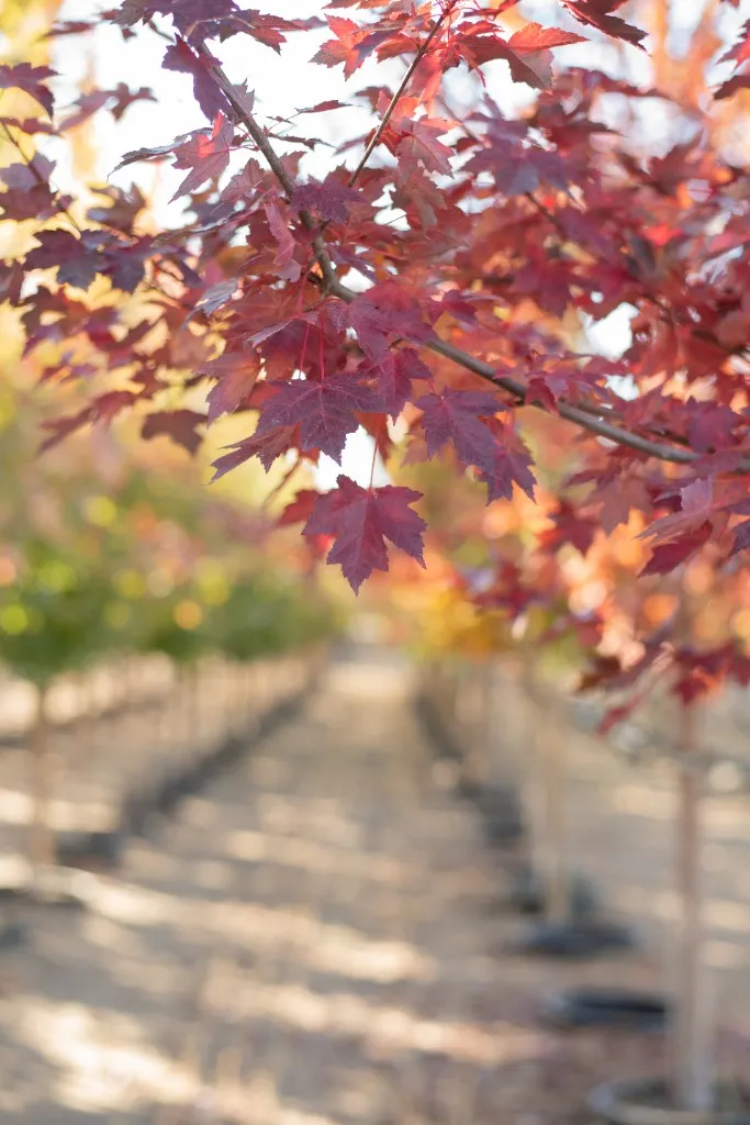 Maple trees in fall color along a nursery row