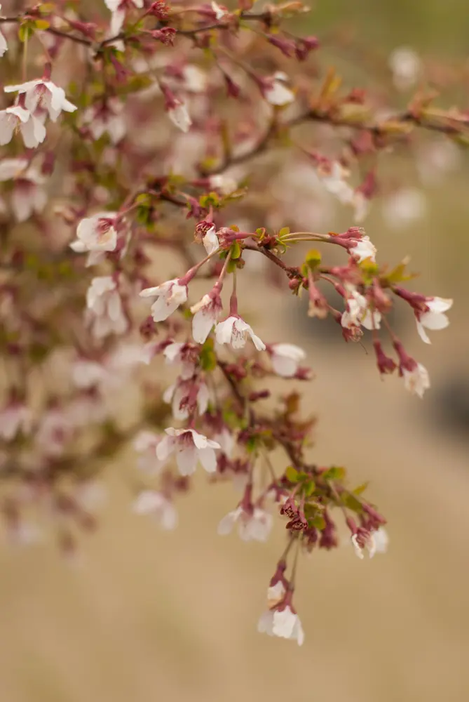 Close-up of soft pink blossoms and new green leaves