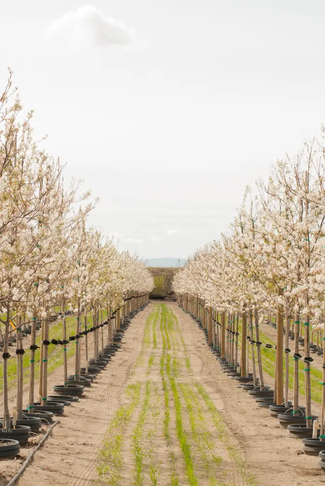Dirt path between orderly rows of white flowering trees