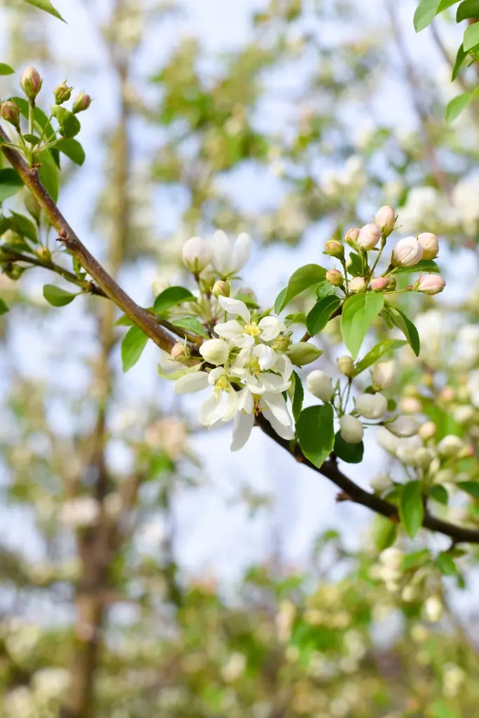 Close-up of white spring blossoms and new leaves
