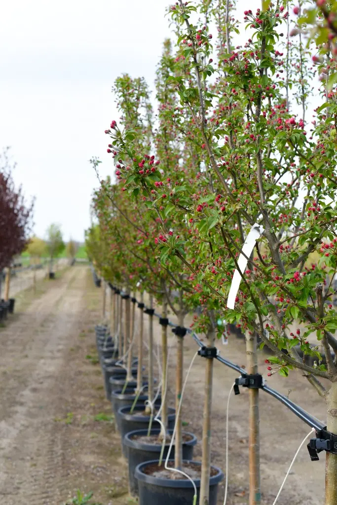 Row of young trees with deep pink flower buds and drip irrigation