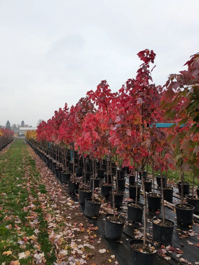 Neat rows of young maples with deep red autumn foliage in black pots