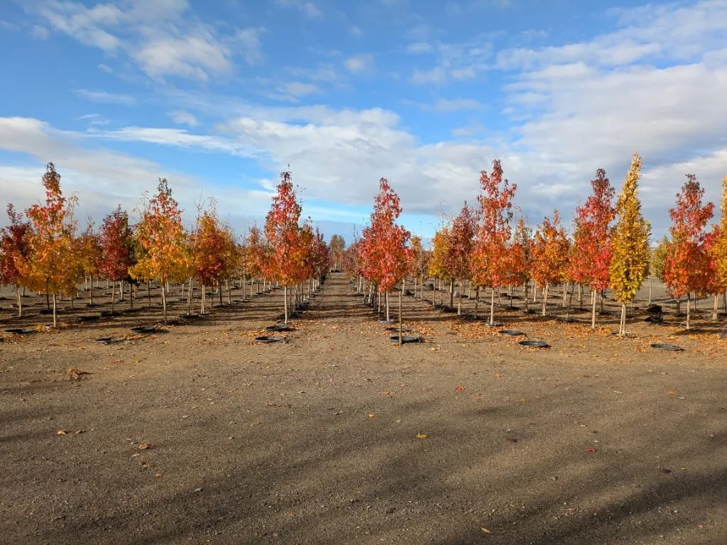 Wide view of nursery rows glowing red, orange, and yellow in autumn sun