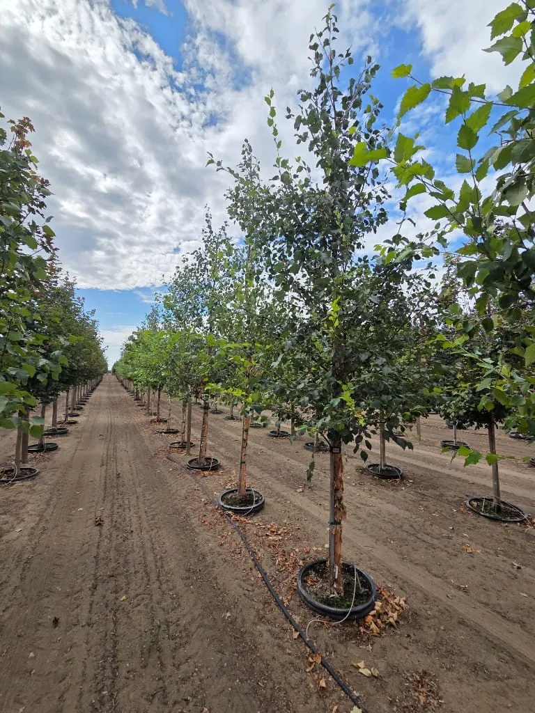 Long rows of young birch and other saplings under a partly cloudy sky