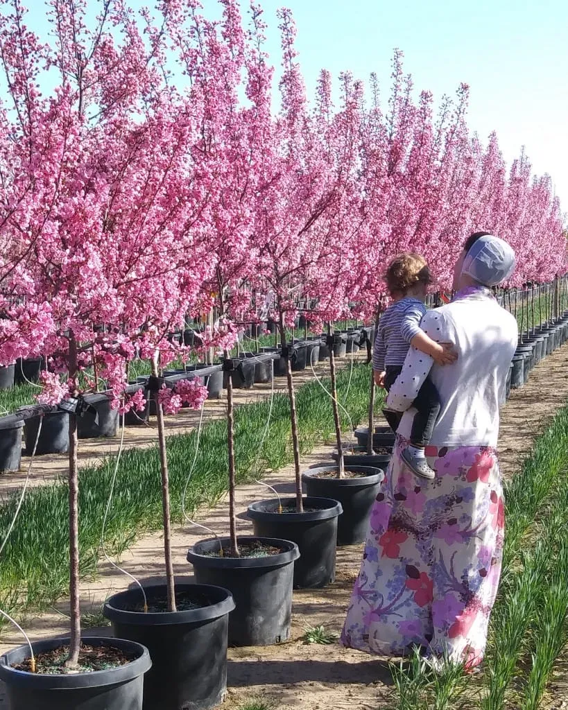 A woman holding a toddler among rows of pink flowering trees at the nursery